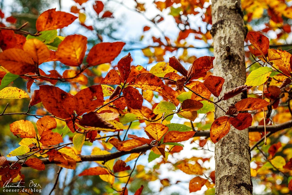 Bunte Herbstblätter in der Wörschachklamm