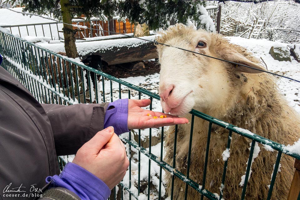Stadtwanderweg 2 in Wien: Schafe beim Häuserl am Stoan