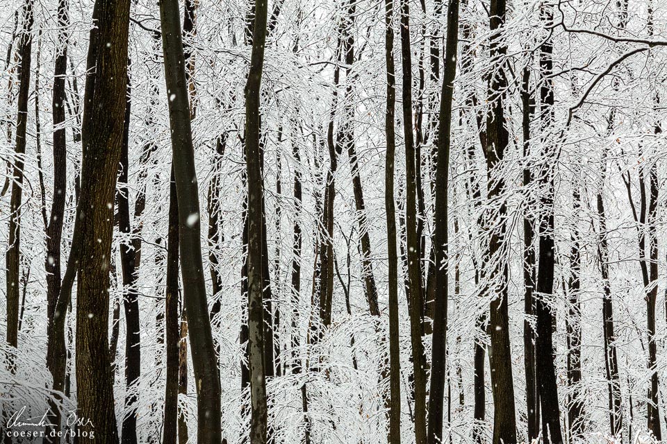 Stadtwanderweg 2 in Wien: Verschneite Baumlandschaft im Winter