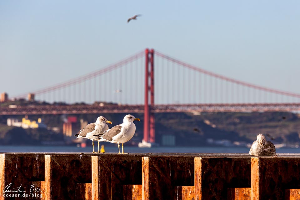 Fotospots Lissabon: Ponte 25 de Abril und Möwen