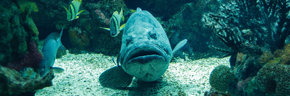 Ozeaneum Oceanário de Lisboa in Lissabon