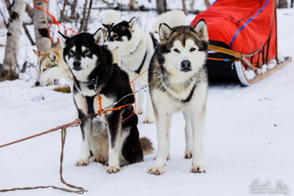 Schlittenhunde in Abisko, Schweden