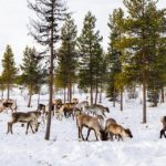 Rentiergehege in der Reindeer Lodge in Jukkasjärvi bei Kiruna