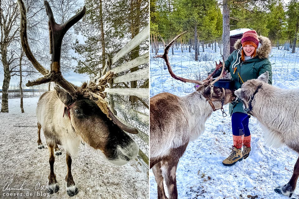 Rentierfütterung im Freilichtmuseum Nutti Sámi Siida und in der Reindeer Lodge in Schweden