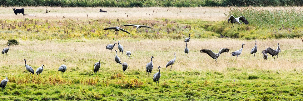 Kraniche im Vogelschutzgebiet Pulken vor Åhus, Schweden