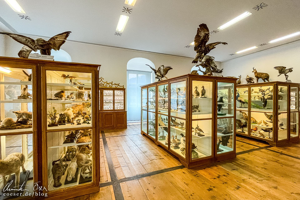 Löwenzimmer im Naturhistorischen Museum im Stift Admont