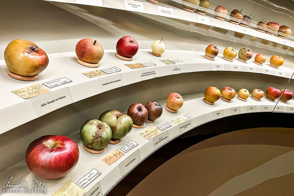 Wachsobstfrüchte im Naturhistorischen Museum im Stift Admont