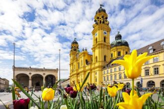 Frühlingsblumen auf dem Odeonsplatz in München