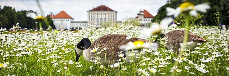Gänse auf einer Frühlingswiese in München vor dem Schloss Nymphenburg