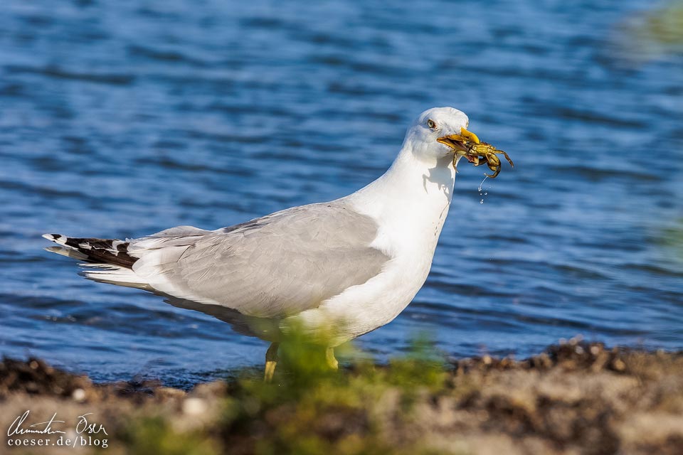 Möwe frisst Krabbe am Strand in Kopenhagen