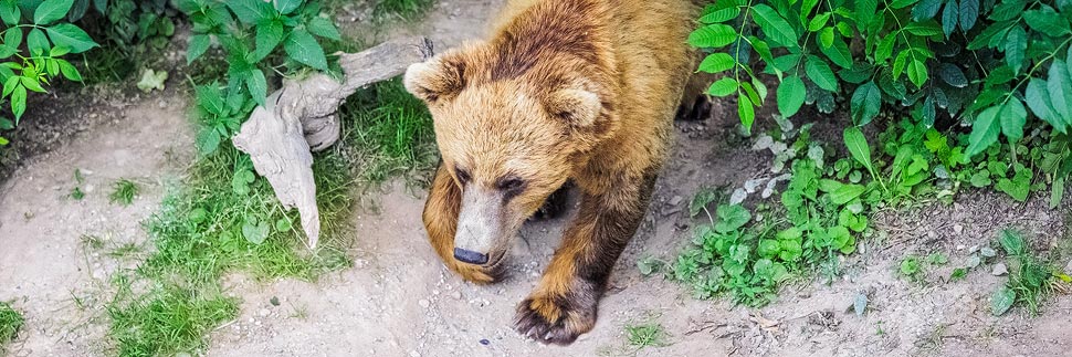 Bär im Bärenpark in Bern