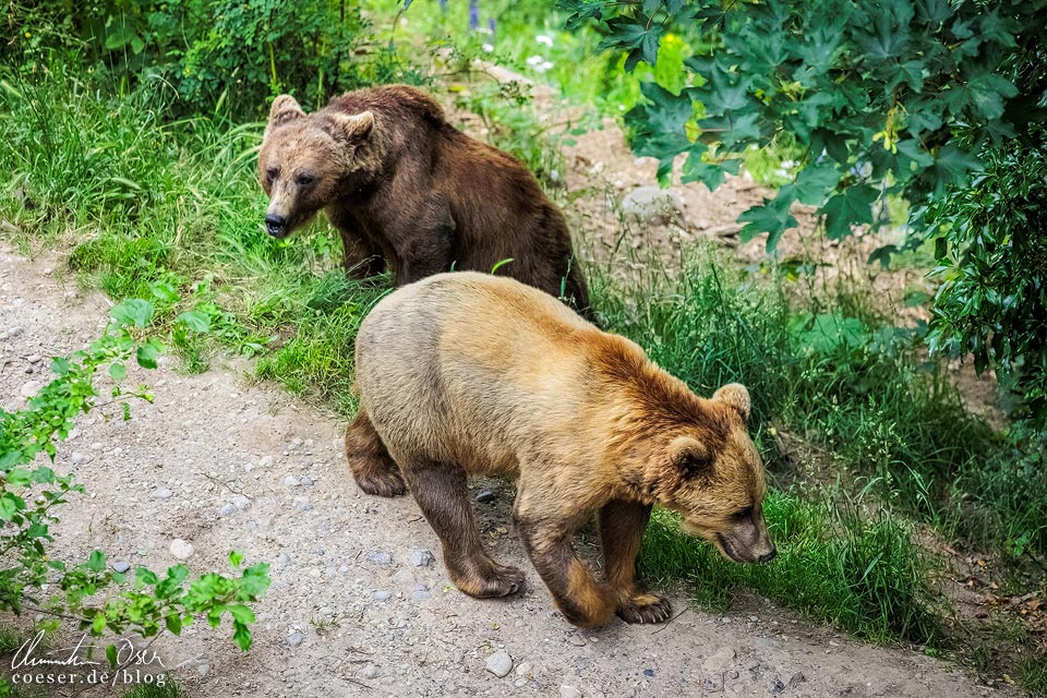 Zwei Bären im Bärengehege von Bern