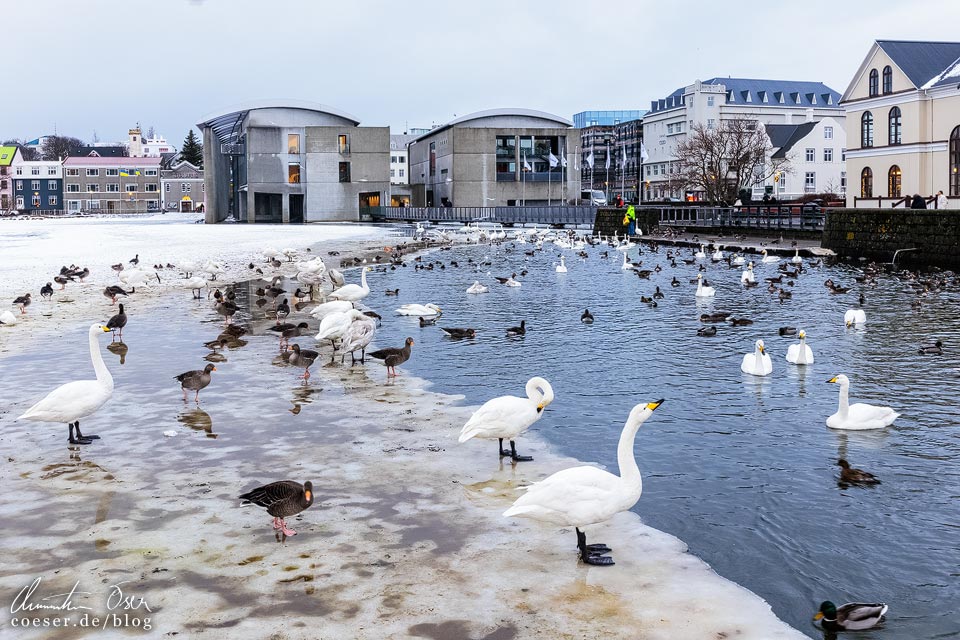 Wasservögel auf dem Tjörnin-See in Reykjavik