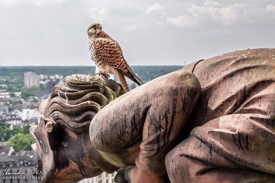 Fotospots Frankfurt: Turmfalke auf dem Turm des Kaiserdoms