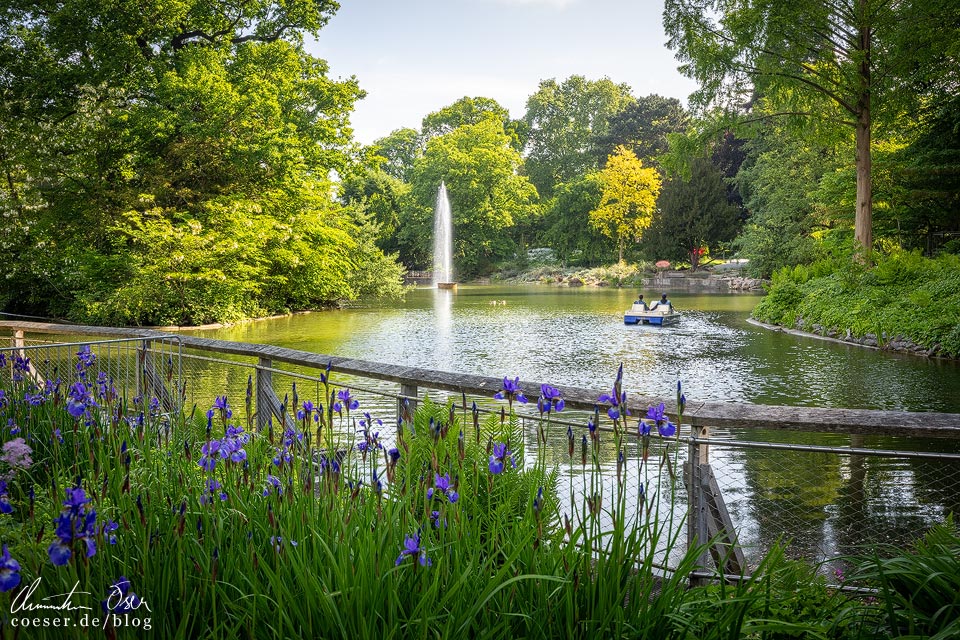 Boot fahren auf dem Großen Weiher im Palmengarten in Frankfurt am Main