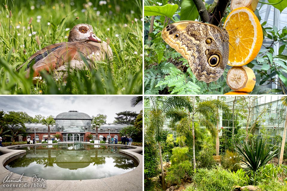 Tiere, Schmetterlinge und das Tropenhaus im Palmengarten in Frankfurt am Main