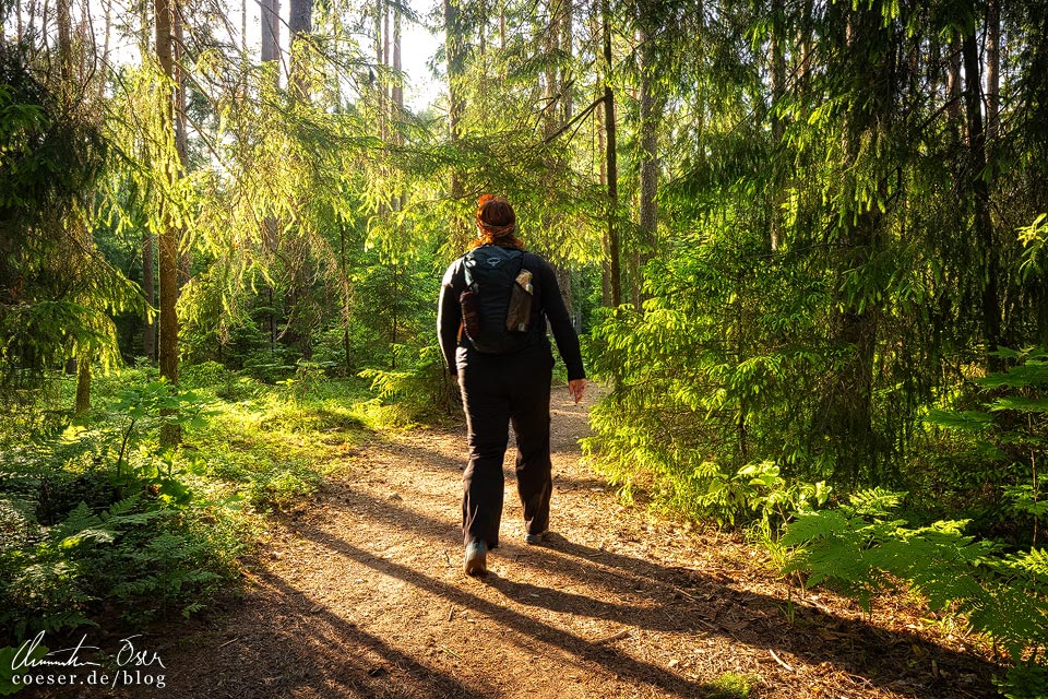 Wanderung zum Adlerfelsen (Ērgļu klintis) im Nationalpark Gauja in Cesis, Lettland