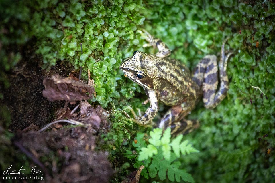 Frosch während der Wanderung zu den Raiskums Red Cliffs (Sarkanās klintis) im Nationalpark Gauja in Cesis, Lettland