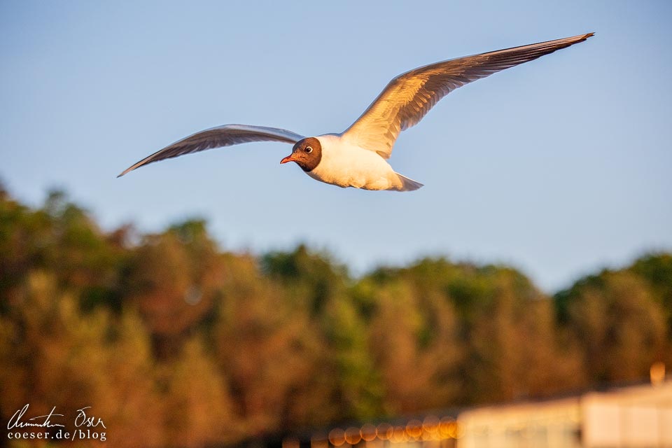 Fliegende Lachmöwe im Sonnenlicht in Jürmala, Lettland