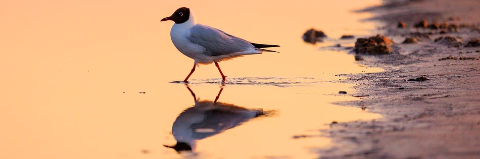 Sonnenuntergang mit Spiegelung einer Möwe im Meerwasser auf dem Strand von Jürmala, Lettland