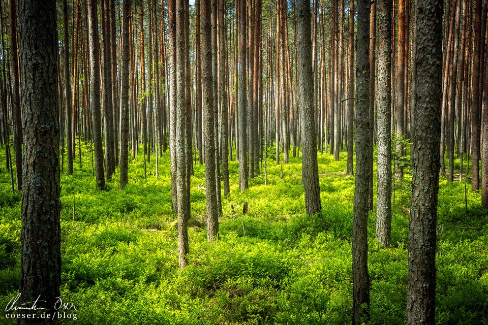 Nationalpark Kemeri: Kiefernwald am Wanderweg zum Großen Kemeri-Moor