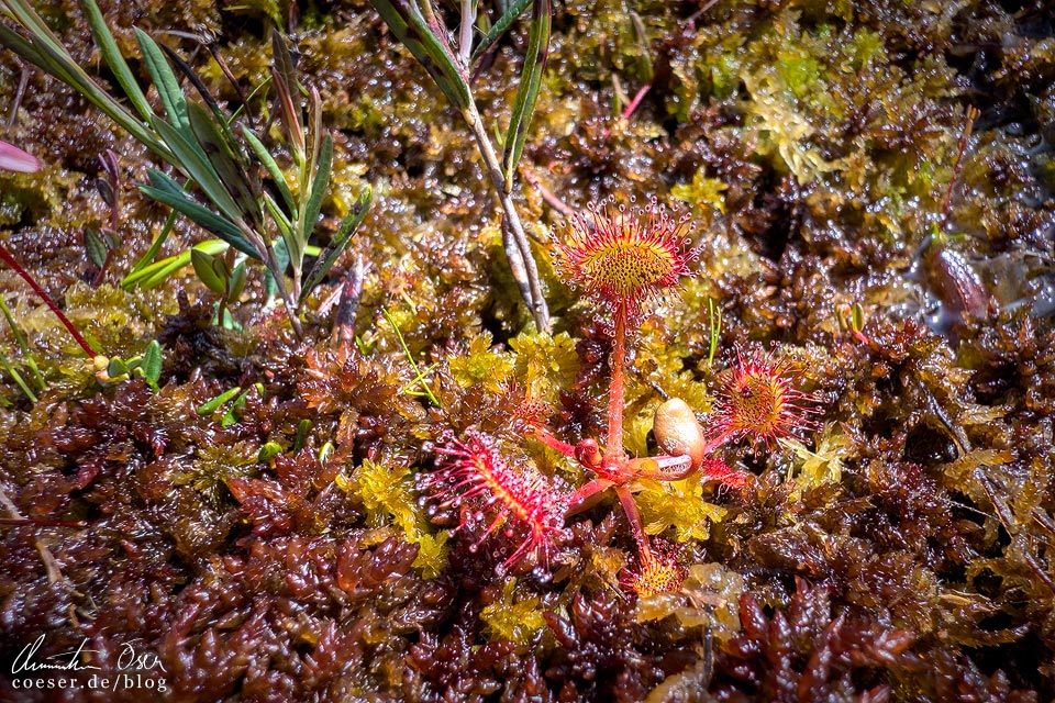 Nationalpark Kemeri: Sonnentau auf dem Wanderweg im Großen Kemeri-Moor