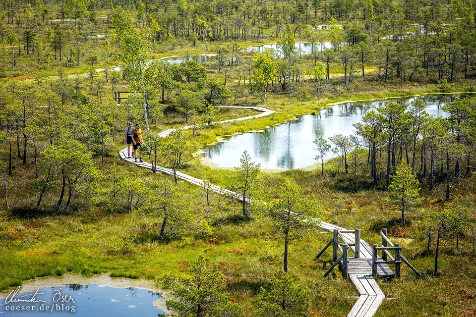 Nationalpark Kemeri: Ausblick vom Aussichtsturm auf das Große Kemeri-Moor