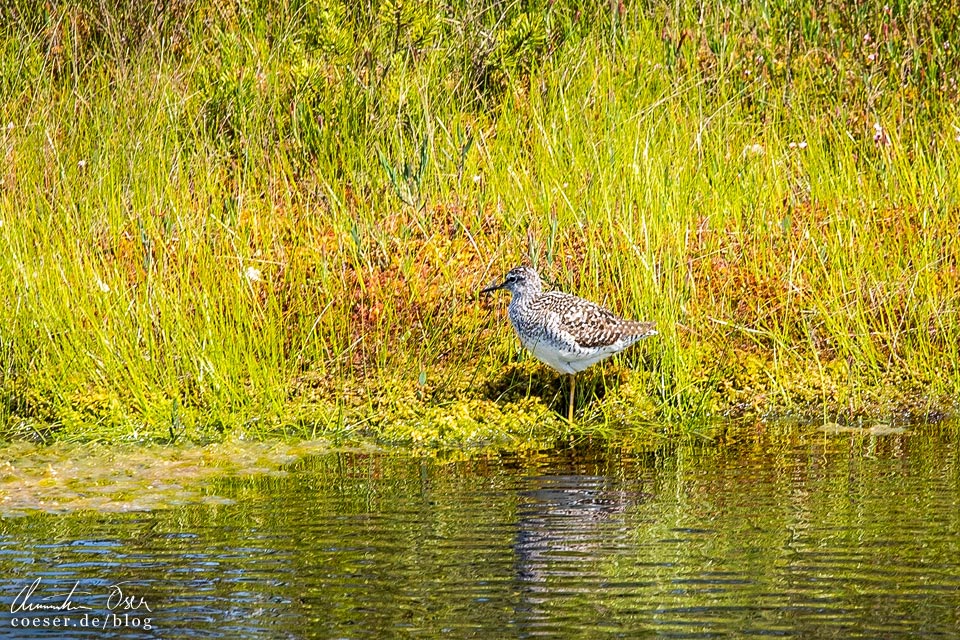 Bruchwasserläufer (Tringa glareola) im Nationalpark Kemeri, Lettland
