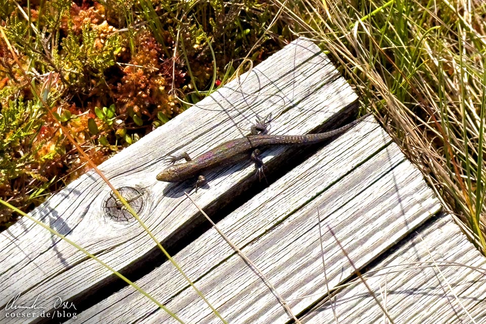 Eidechse auf dem Wanderweg im Großen Kemeri-Moor im Nationalpark Kemeri, Lettland
