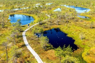Wanderweg im Großen Kemeri-Moor im Nationalpark Kemeri in Lettland