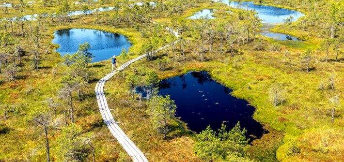 Wanderweg im Großen Kemeri-Moor im Nationalpark Kemeri in Lettland