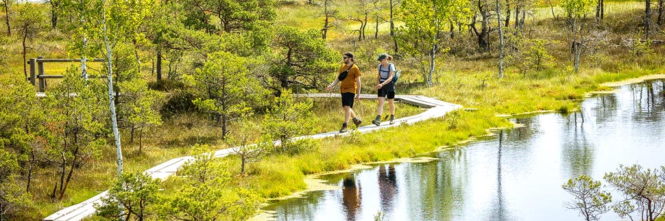 Wanderweg im Großen Kemeri-Moor im Nationalpark Kemeri in Lettland
