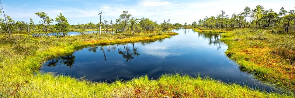 Teich auf dem Wanderweg im Großen Kemeri-Moor im Nationalpark Kemeri in Lettland