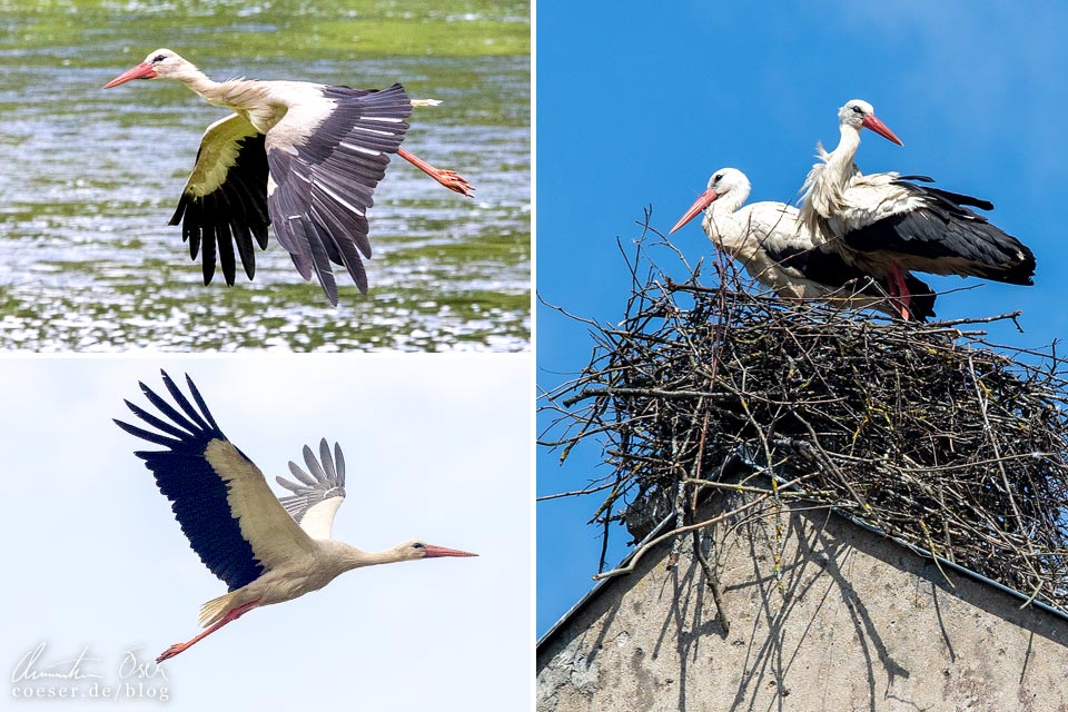 Störche in Kuldiga, Lettland