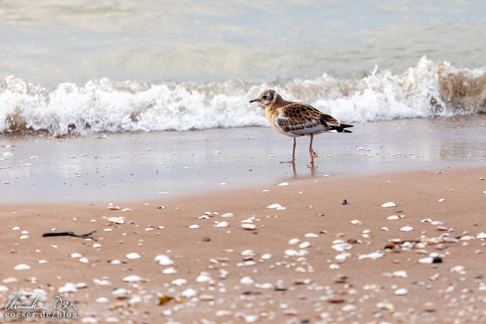 Junge Lachmöwe am Strand von in Kap Kolka, Lettland