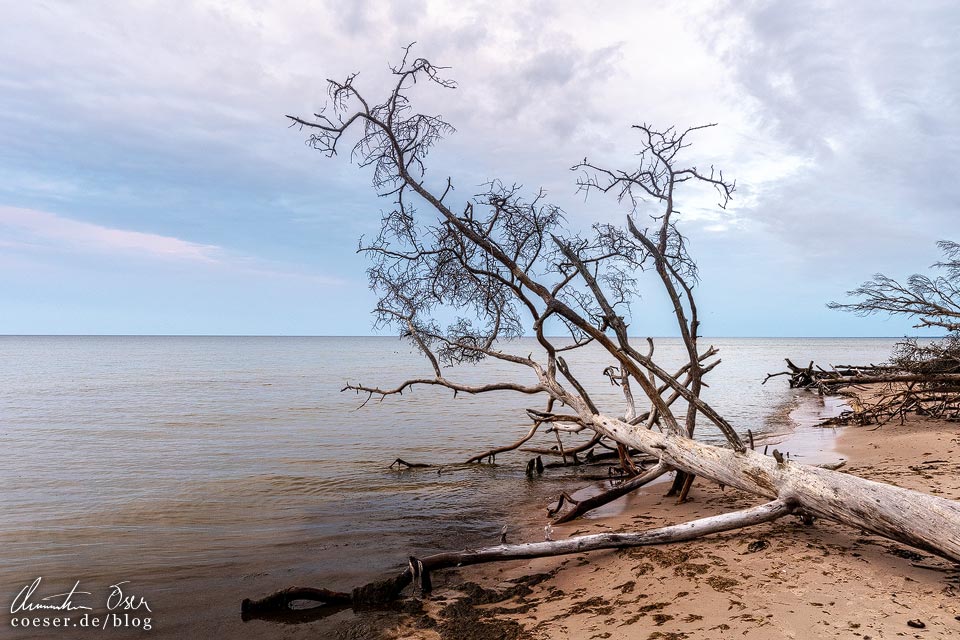 Totel Baumstämme am Strand von Kap Kolka, Lettland