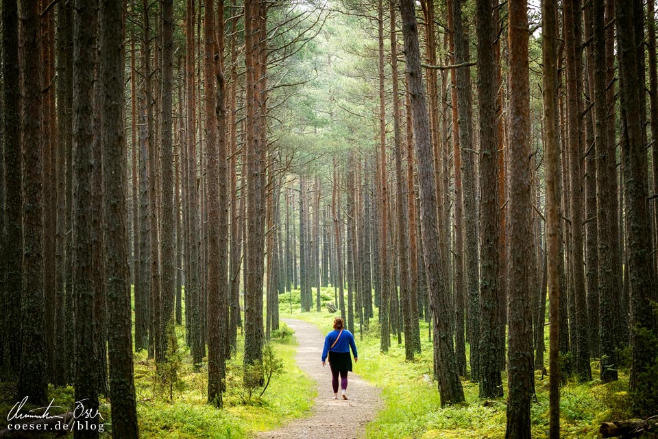 Kiefernwald am Kap Kolka, Lettland