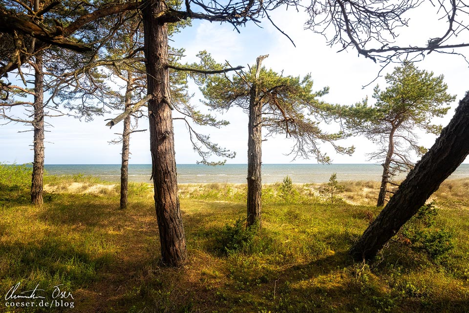 Kiefernwald und Strand am Kap Kolka, Lettland
