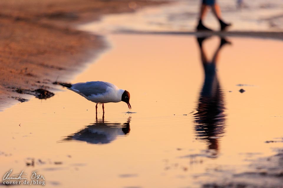 Lachmöwe im Sonnenuntergang auf dem Strand von Jürmala, Lettland
