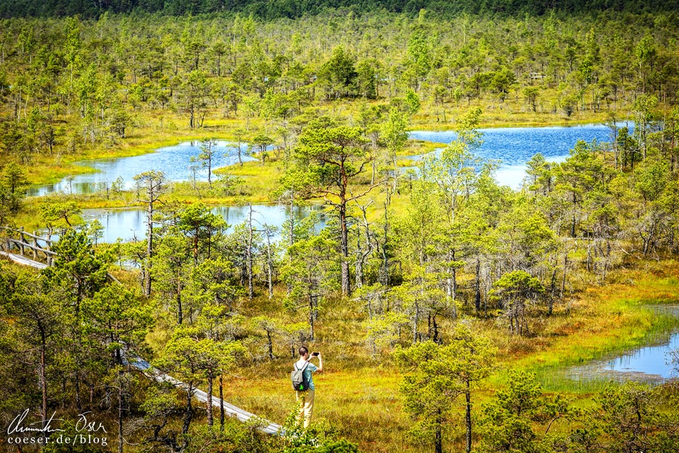 Wanderweg im Großen Kemeri-Moor im Nationalpark Kemeri, Lettland