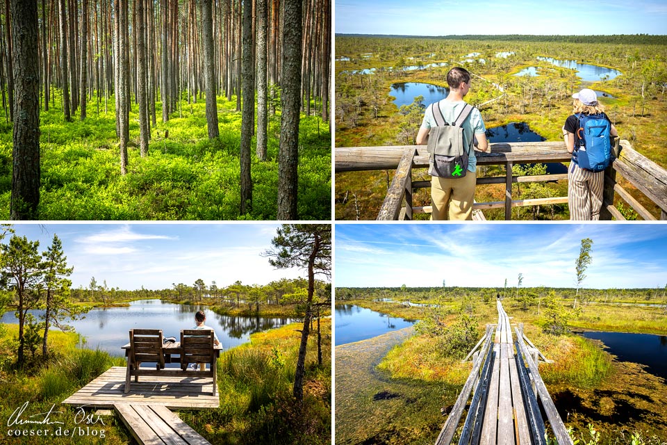 Fotos vom Wanderweg im Großen Kemeri-Moor im Nationalpark Kemeri, Lettland