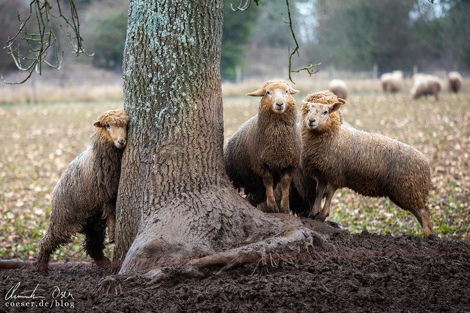 Schafe auf einer Weide in den Cotswolds