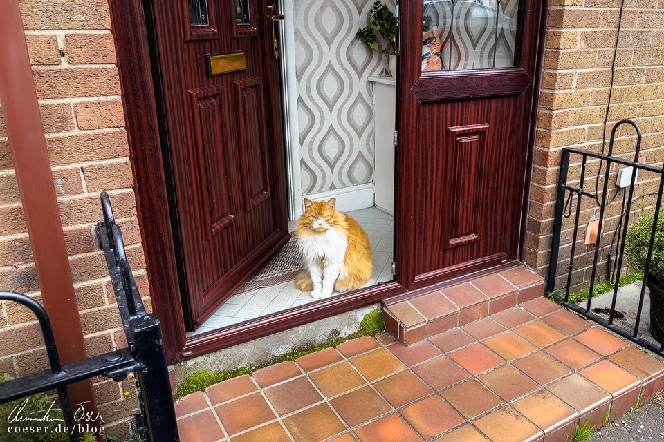 Katze sitzt in einem Hauseingang in Belfast, Nordirland