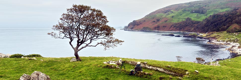 Einsamer Baum in der Murlough Bay an der Causeway Coastal Route in Nordirland