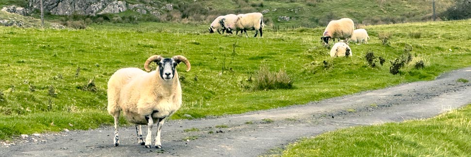 Schafe entlang der Causeway Coastal Route, Nordirland