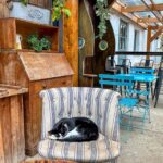 Hauskatze im Café Bothy White Park Bay in Dunseverick, Nordirland