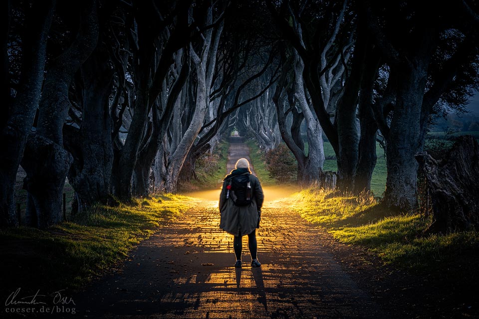 The Dark Hedges (Game of Thrones) an der Causeway Coastal Route in Nordirland