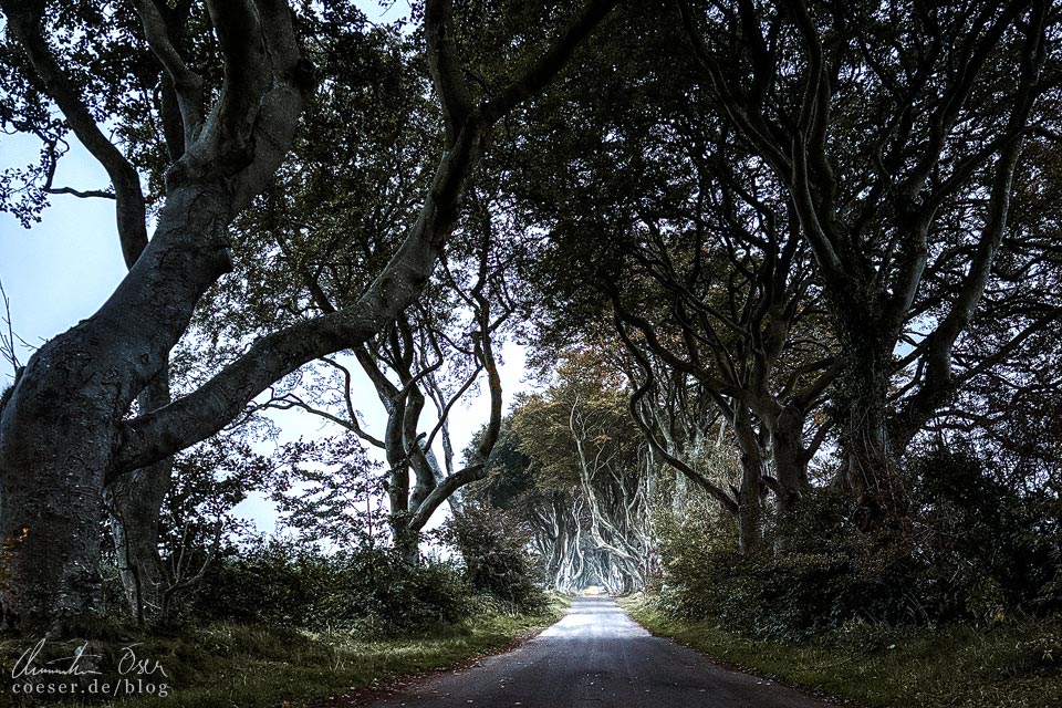 The Dark Hedges (Game of Thrones) an der Causeway Coastal Route in Nordirland