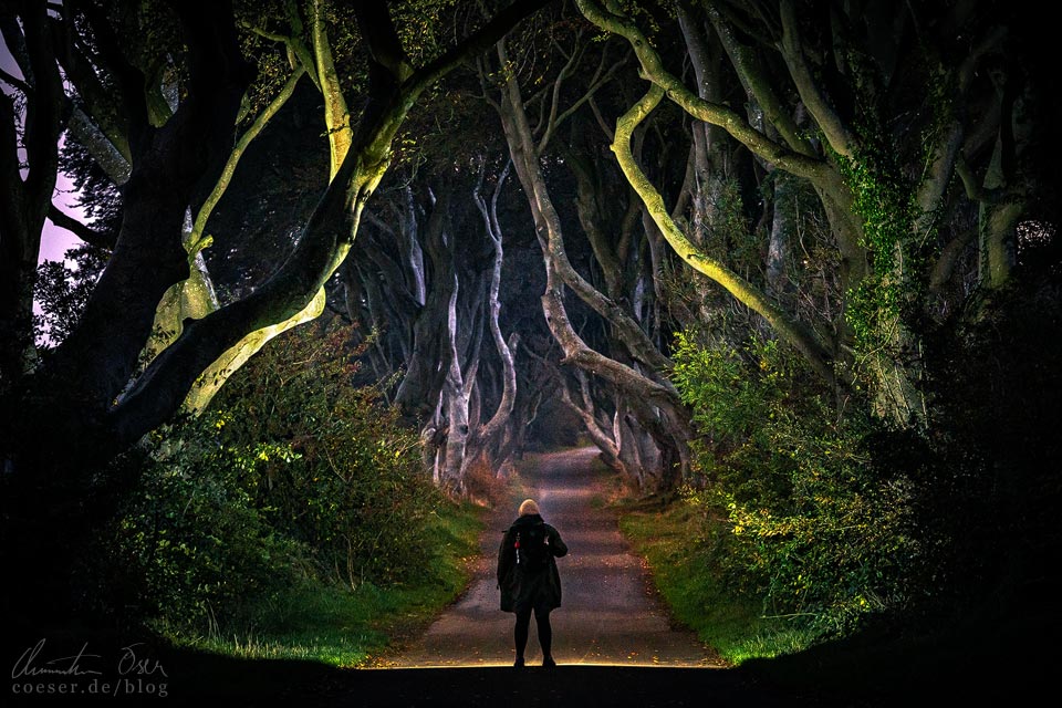The Dark Hedges (Game of Thrones) an der Causeway Coastal Route in Nordirland