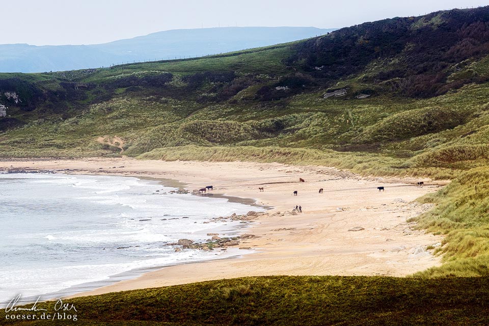 Kühe auf dem Whitepark Bay Beach an der Causeway Coastal Route in Nordirland